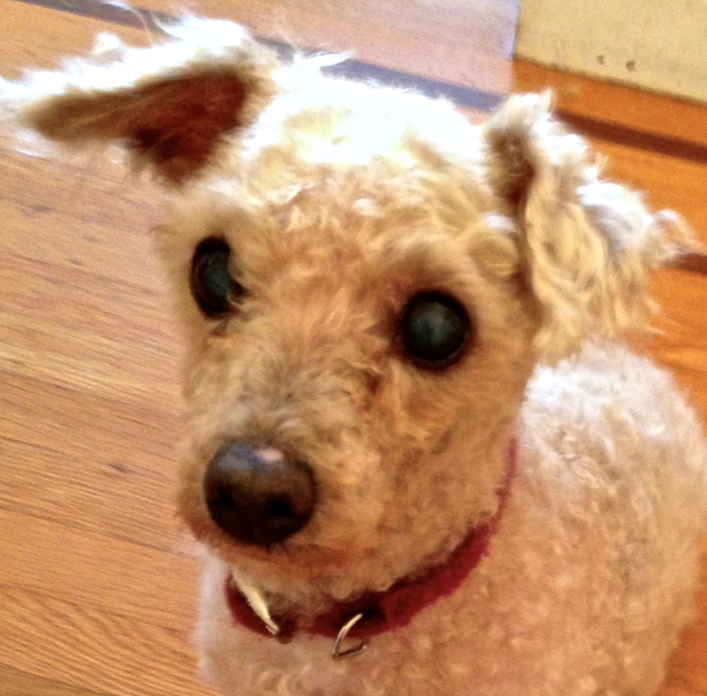 Toby