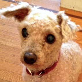 Toby