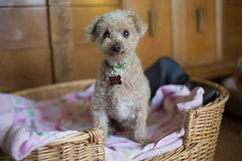 Toby