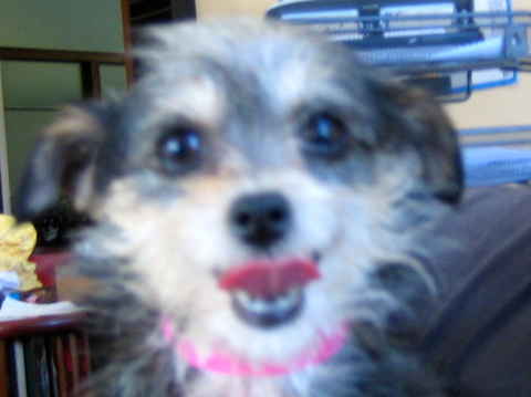 Daisy