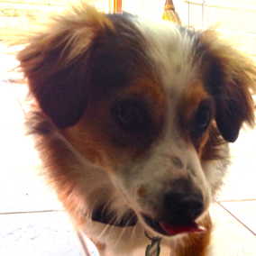 Sammy