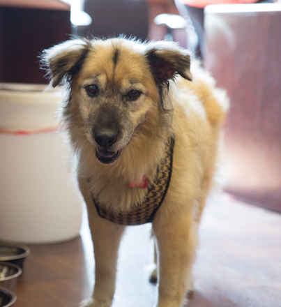 Cheyenne