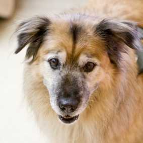 Cheyenne