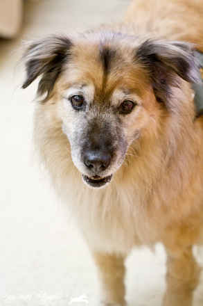 Cheyenne