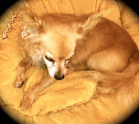 Jacques