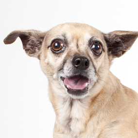 Grand Paw