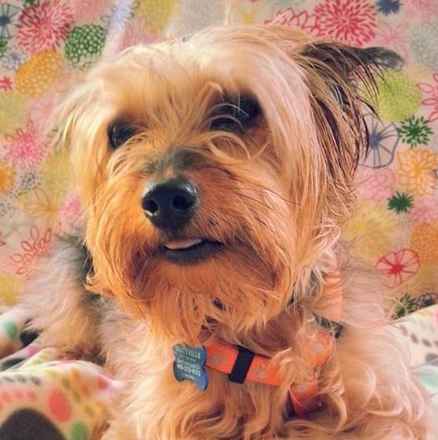 Joey