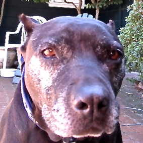 Onyx