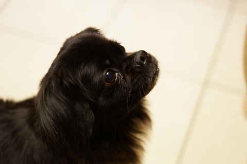 Rocky