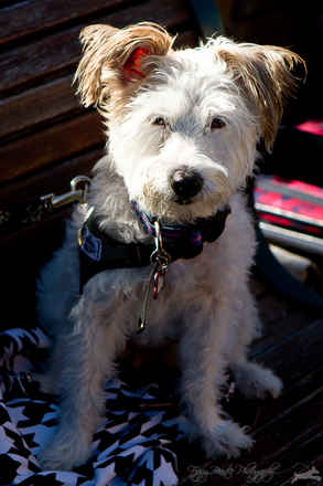 Molly