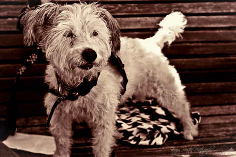 Molly