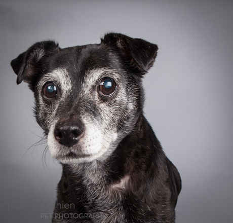Skipper