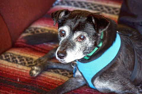 Skipper