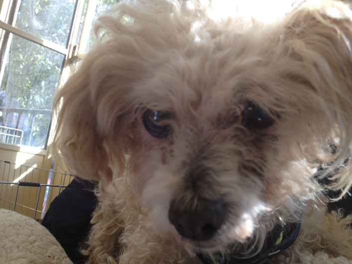 Miss Daisy