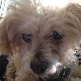 Miss Daisy