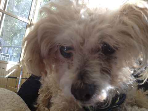 Miss Daisy