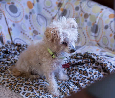 Miss Daisy