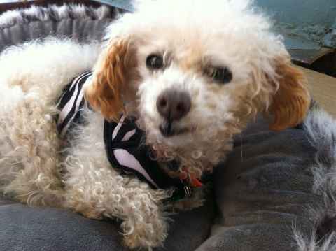 Ollie