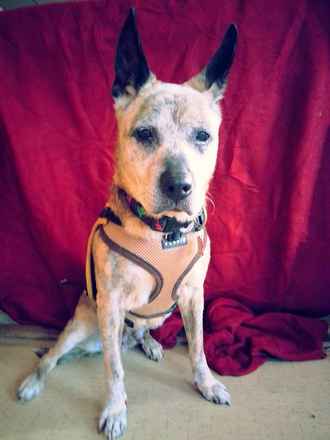 MoneyPenny