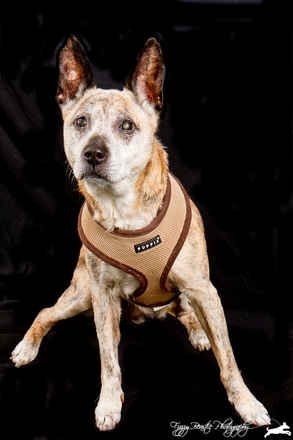 MoneyPenny