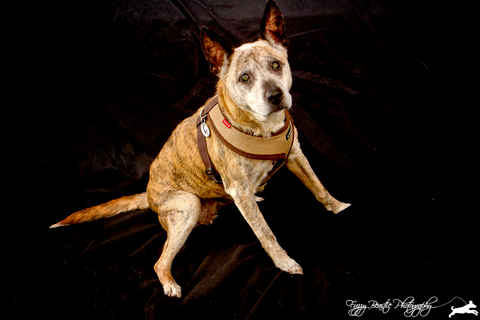 MoneyPenny