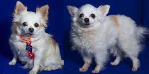 Penny & Corky