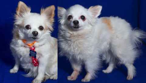Penny & Corky