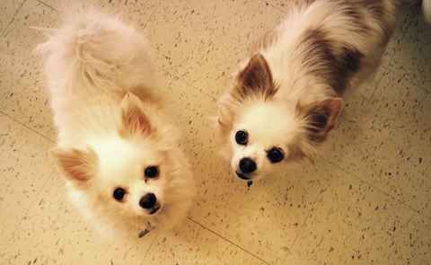 Penny & Corky
