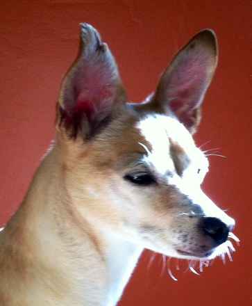 Shiloh