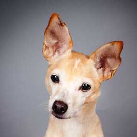 Shiloh