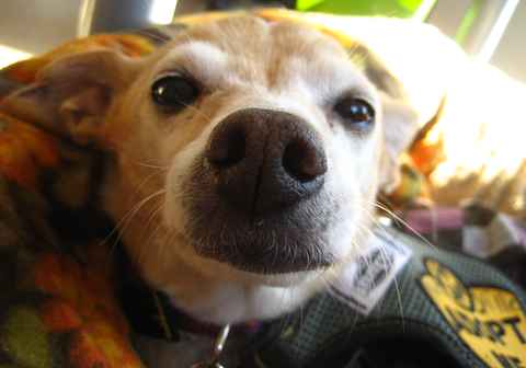 Shiloh