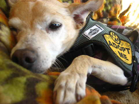 Shiloh