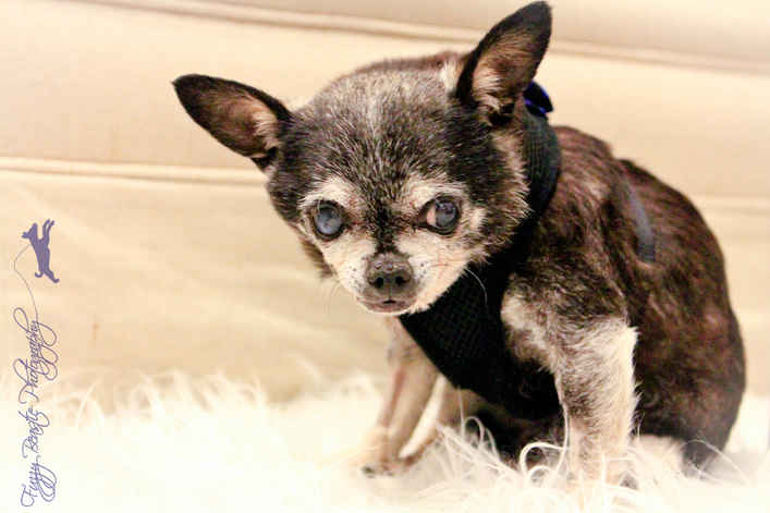 Gizmo