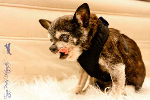 Gizmo