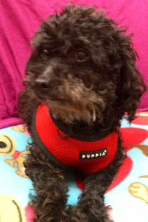 Tippi