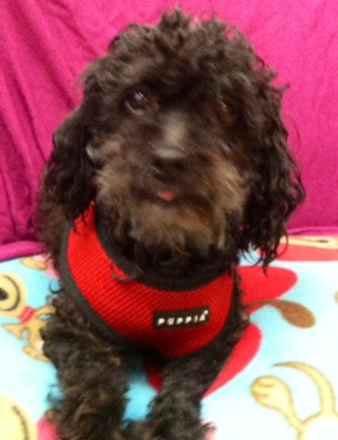 Tippi