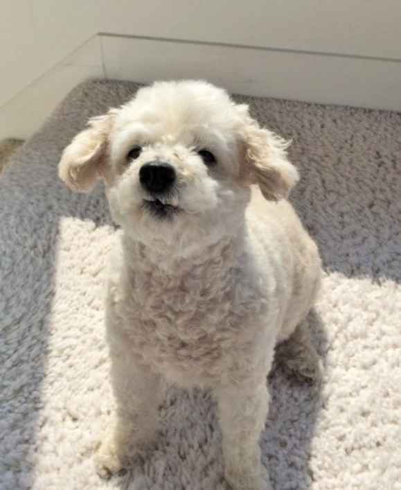 Maude