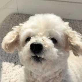 Maude