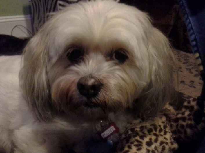 Bailey