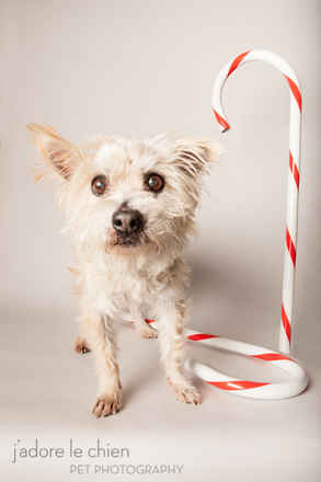 Candy Cane