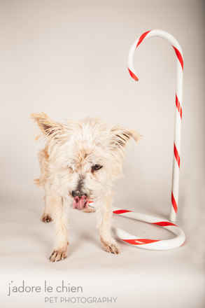 Candy Cane