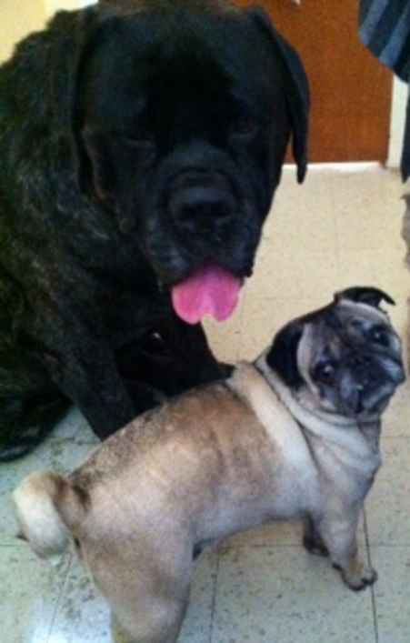 Milo & Oscar