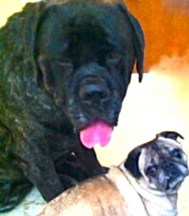 Milo & Oscar