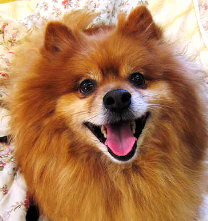 Chico