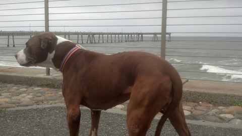 Lola