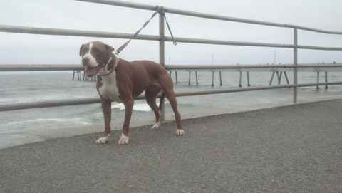 Lola