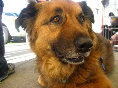 Teddy