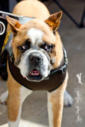 Louie
