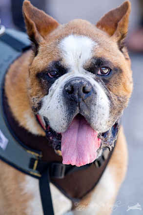 Louie