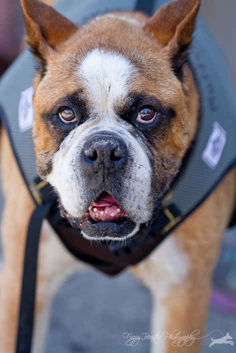 Louie